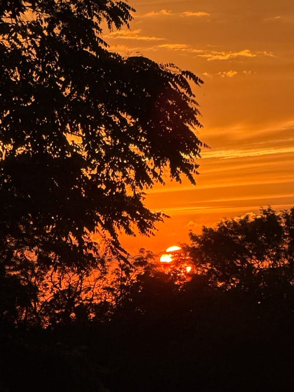 Roses and a blazing sunset in a Hraniv garden