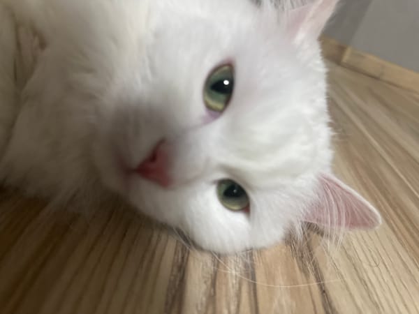 White cat relaxing on a wooden floor in Omsk