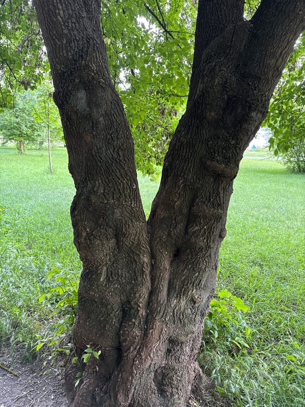 Ten-minute nature walk documented in Vinnytsia, Ukraine