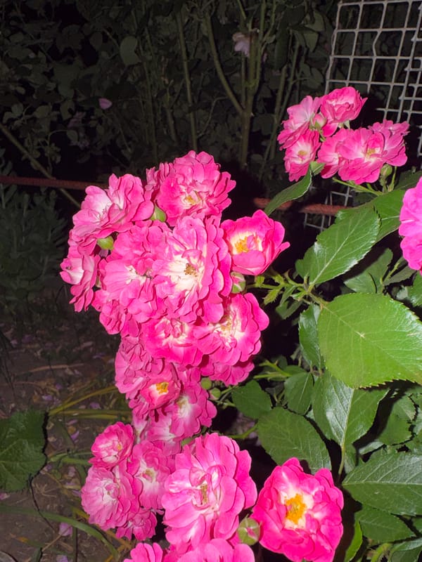 Evening close-ups of roses, garden plants, and fresh cherries