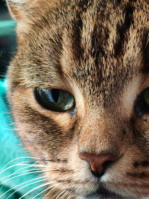 Tabby cat relaxes and grooms on a teal blanket in Orenburg