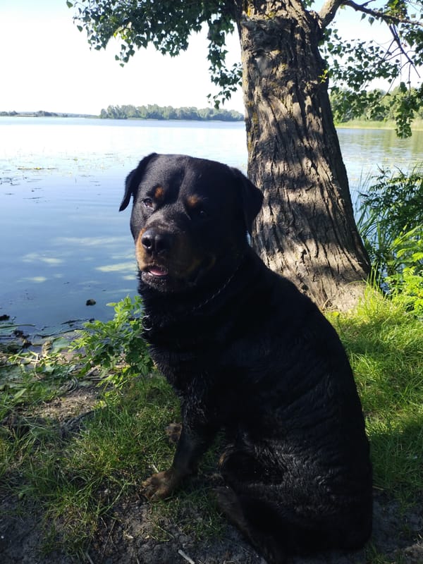 Woman walks Rottweiler along Ukrainian river during early morning outing
