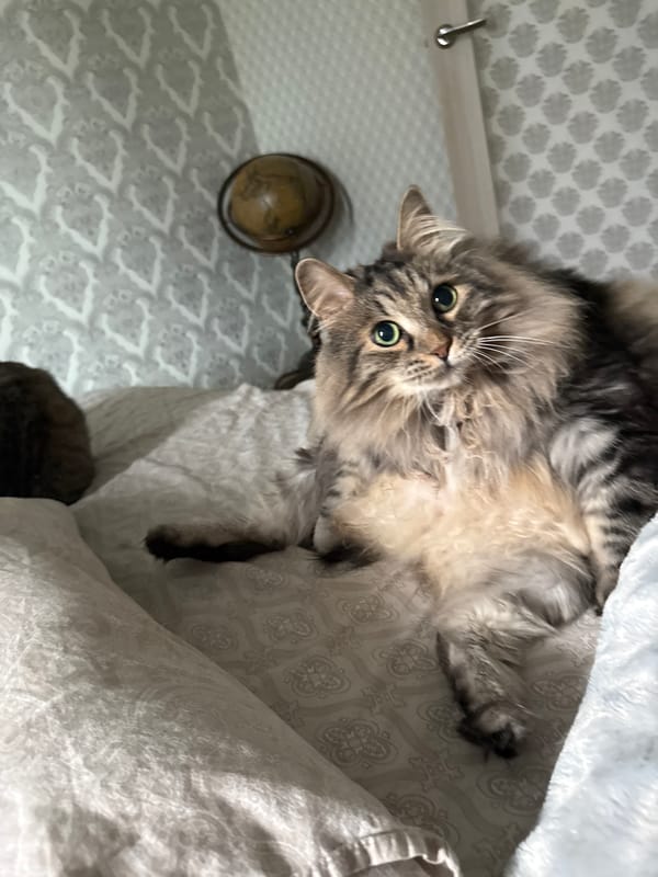 Domestic cats rest peacefully in Yekaterinburg home during morning hours