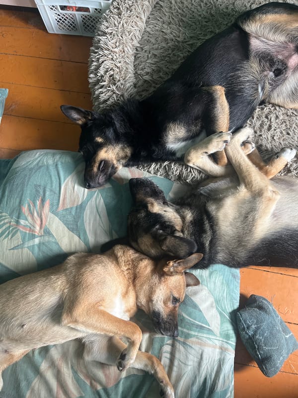 Dogs and a Sphynx cat lounging at home in Nizhny Tagil