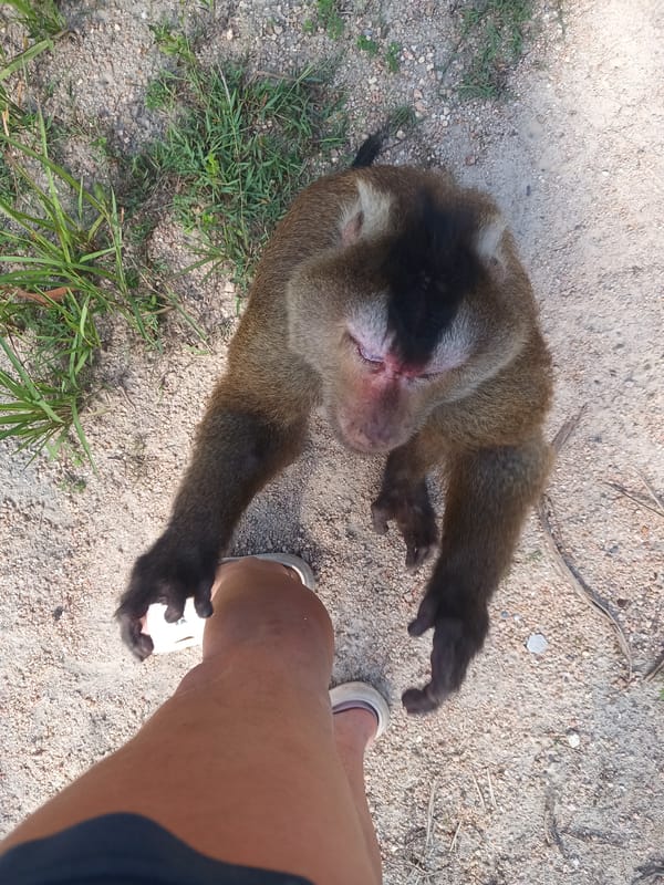 Tourist encounters monkeys, cats, dogs on Thailand paths