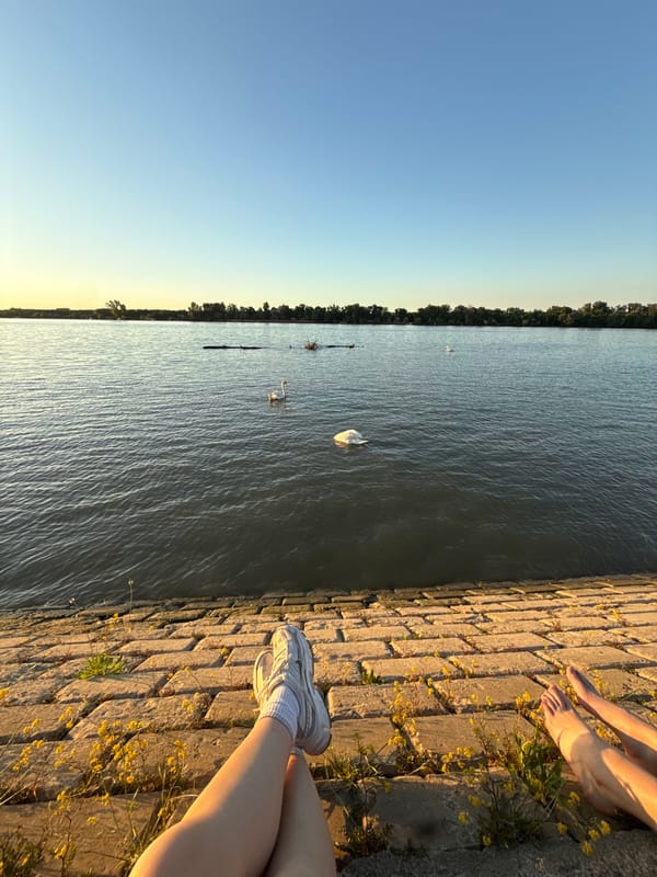 Person feeds swans during evening riverside visit in Belgrade