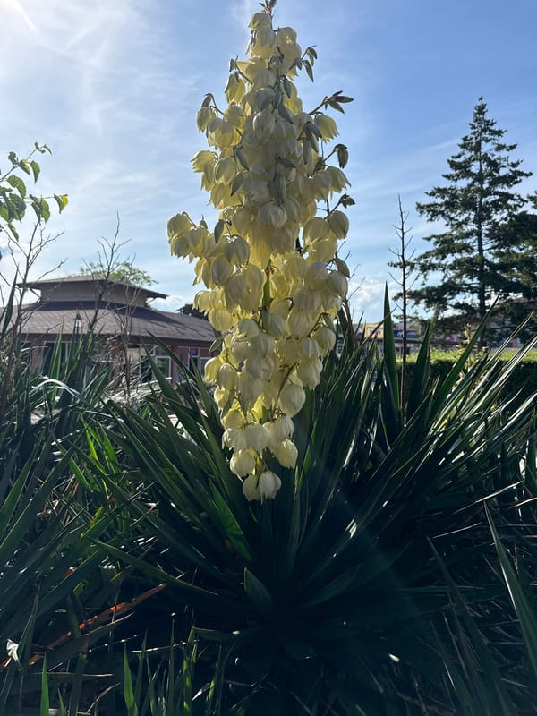 Witness captures flowers and decorative items in Aksakovo park