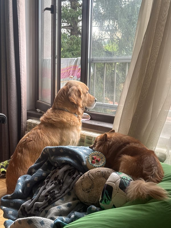 Golden retrievers spotted by window in Sofia home