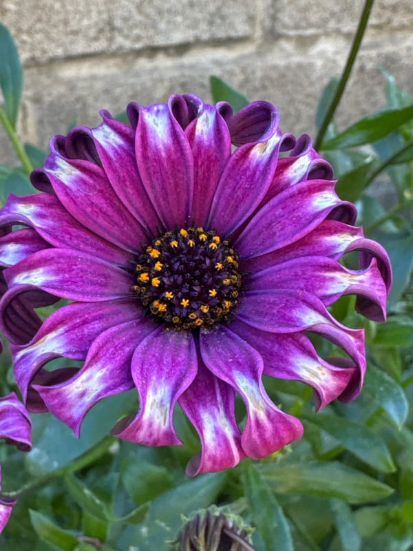 Dog plays with dandelions in Italian grass field