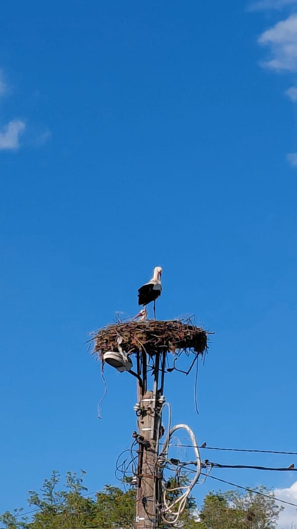 Storks spotted nesting on utility pole during sunny afternoon