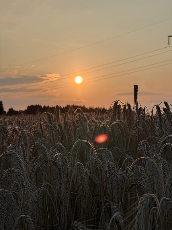Golden wheat field at sunset, Seeon-Seebruck, Germany