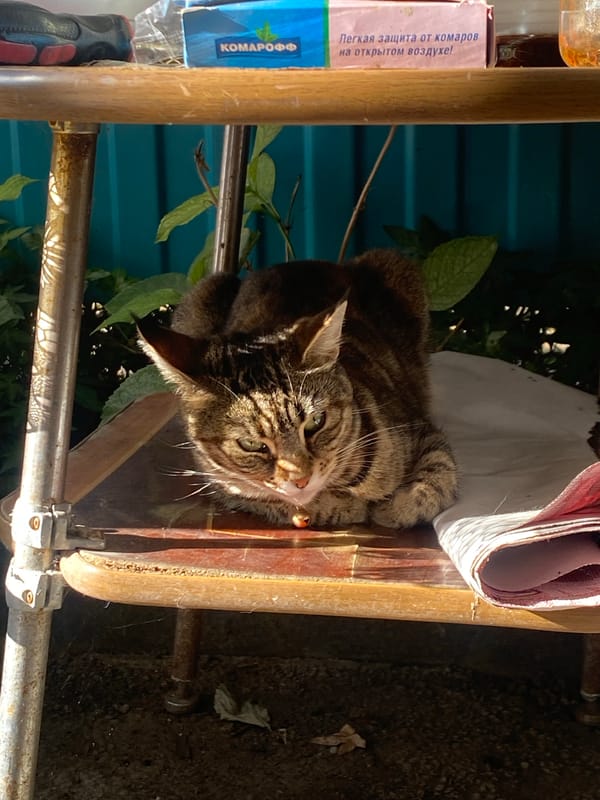 Cats and garden blooms in a Maykop backyard