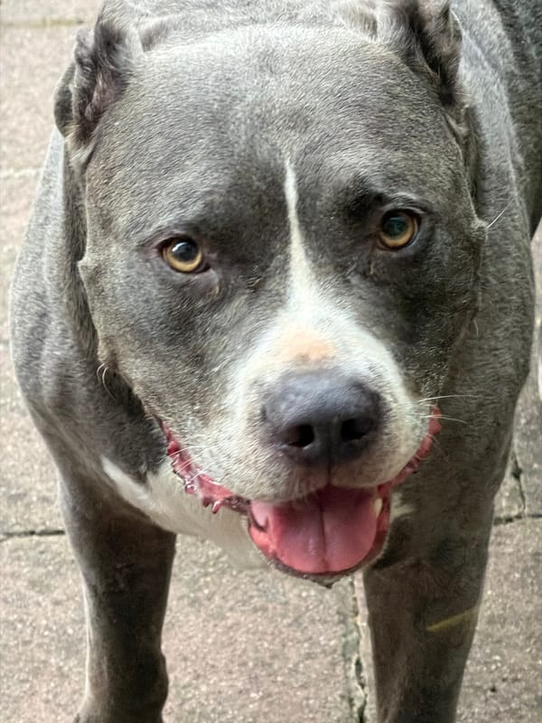 Pit bull chills outside under a grey Luxembourg sky