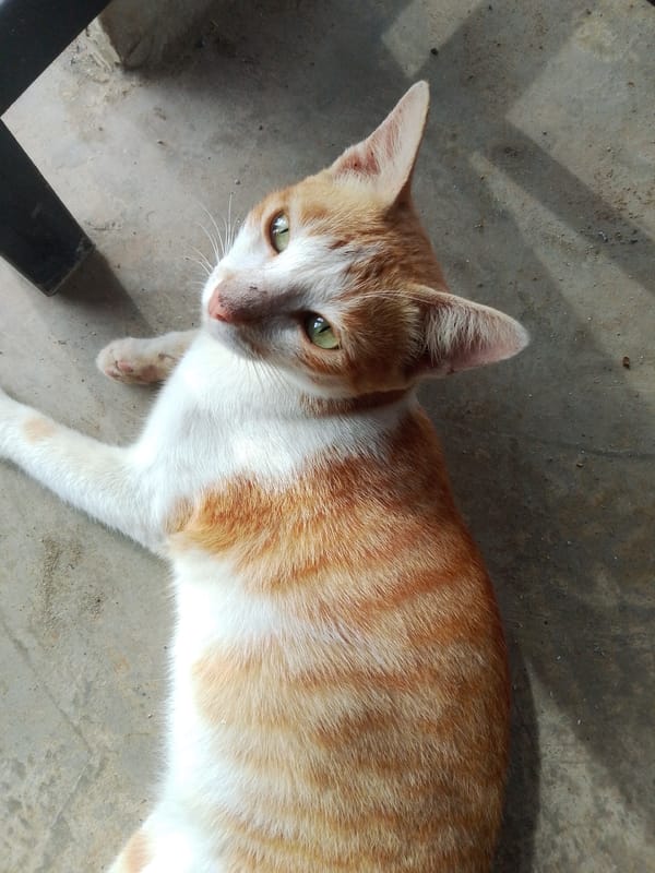 Ubitpayaitek, Indonesia