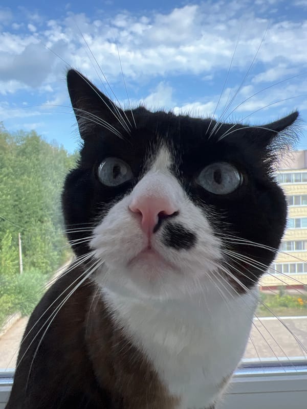 Blue-eyed cat watches the world from a windowsill in Noviy