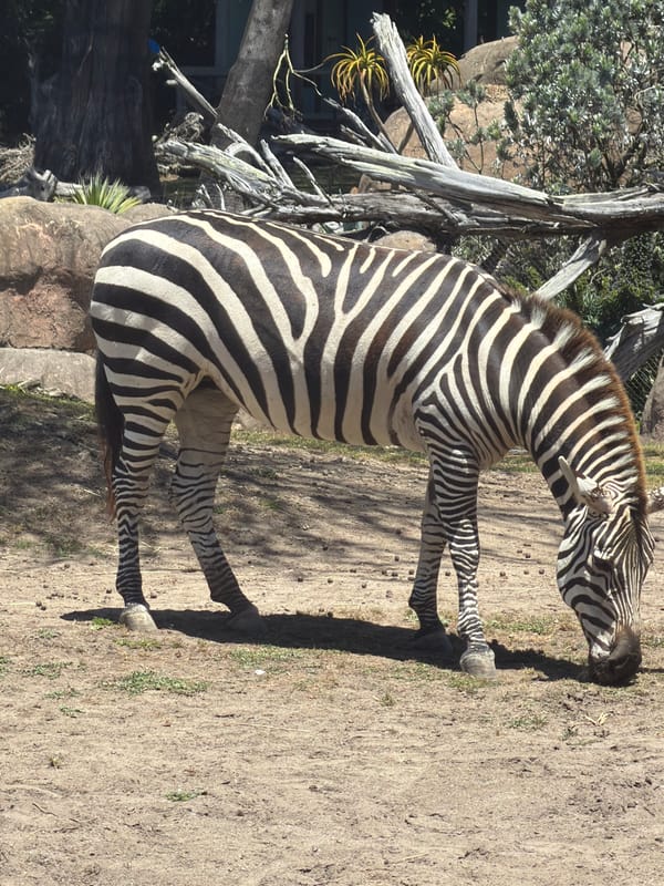 Afternoon walk through San Francisco Zoo's animal exhibits