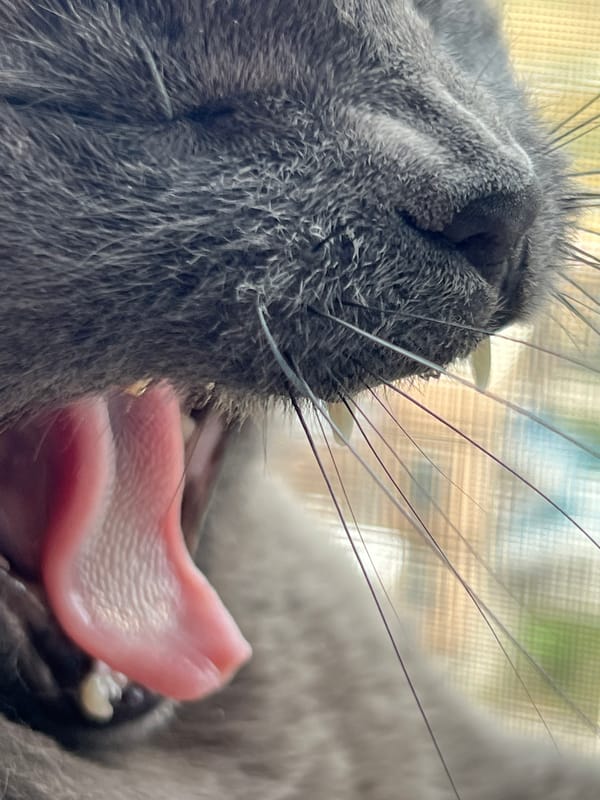 Gray cat yawning, staring, and window-watching in Krasnodar