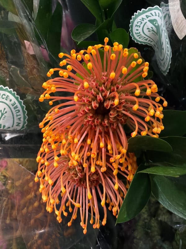 Pincushion Protea flowers photographed in close-up detail