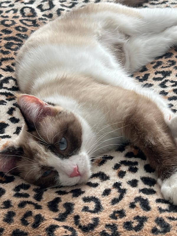 Two cats rest indoors in Votkinsk home morning scene