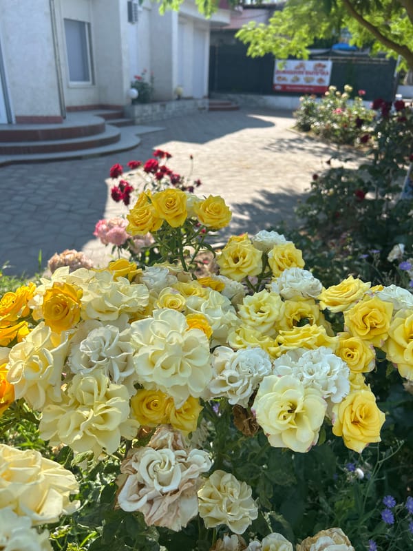 Roses, pigeons, and apples on a Shcholkine morning
