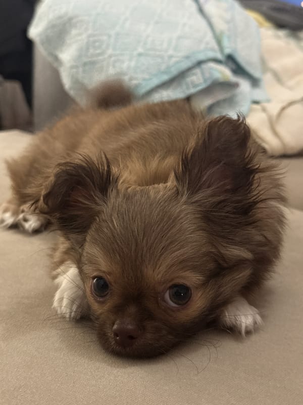 Chihuahua puppy photographed indoors in Asenovgrad, Bulgaria