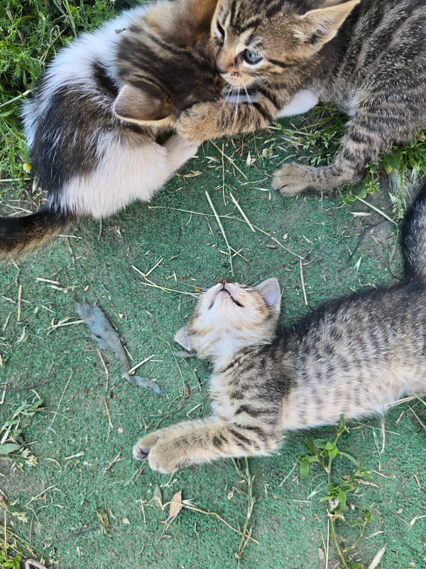 Village life with pets and gardens documented in Bulgaria