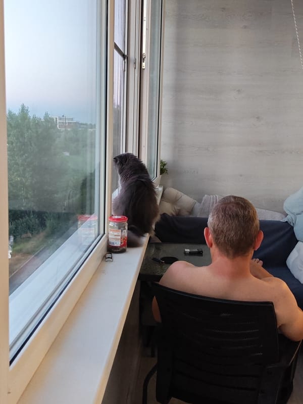 Twilight evening at home in Bataysk, cat and city views