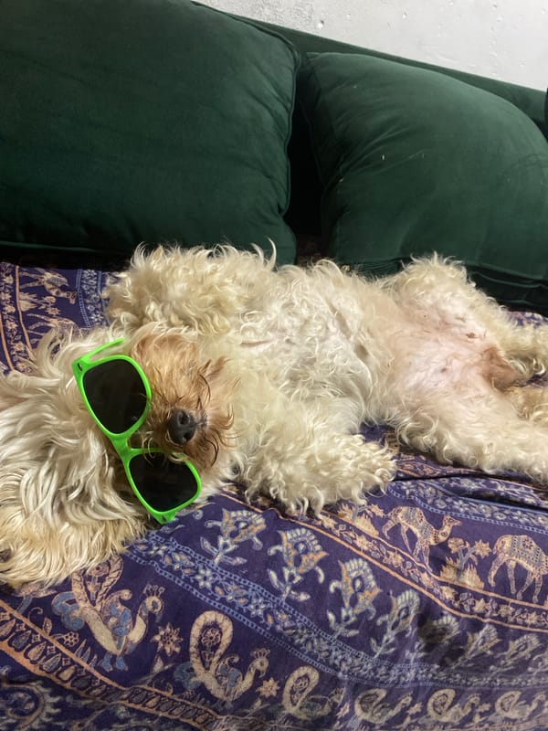 Dog in Sunglasses Poses Upside Down on Bedding