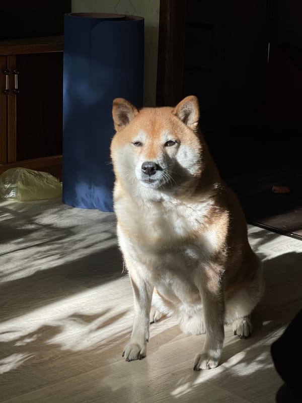 Shiba Inu dog photographed resting indoors in Zheleznogorsk, Russia