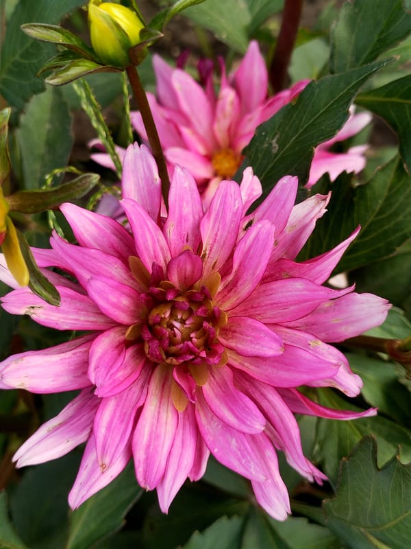 Close-up garden snapshots from Kremenchuk, flowers and vegetables
