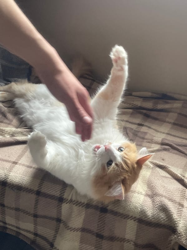 Cat and human play together on blanket indoors