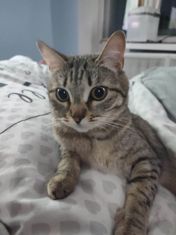 Tabby cat photographed resting on patterned bedspread