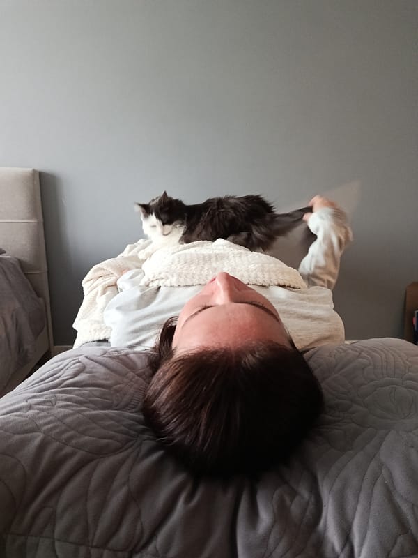 Morning domestic moments with cats captured in Odintsovo home