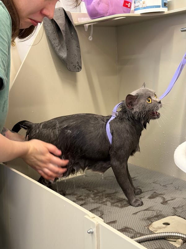 Cat receives bath at Tbilisi pet grooming facility