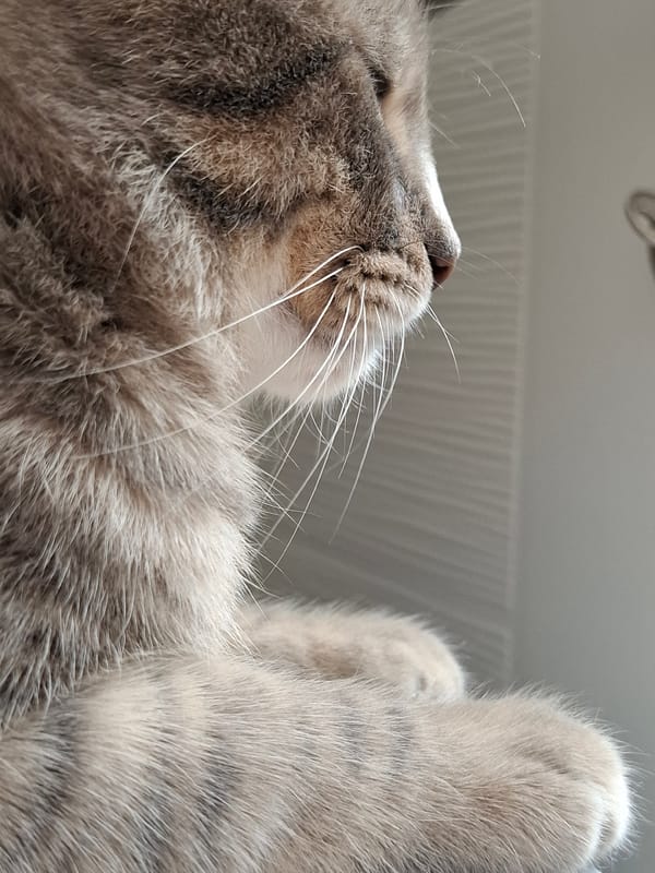 Tabby cat photographed in close-up shots in Novi Sad