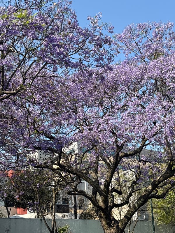 Mexico City spring scenes: jacaranda blooms and Pilates studio