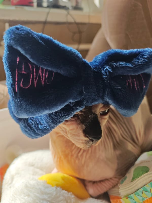 Sphynx Cat Photographed Wearing "OMG" Headband in Pyatigorsk