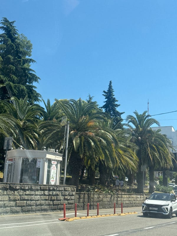Summer day in Sochi, palm trees and selfies