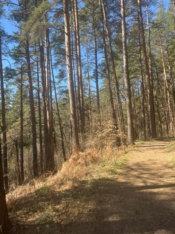 Forest scene documented in Zheleznitsa, Bulgaria