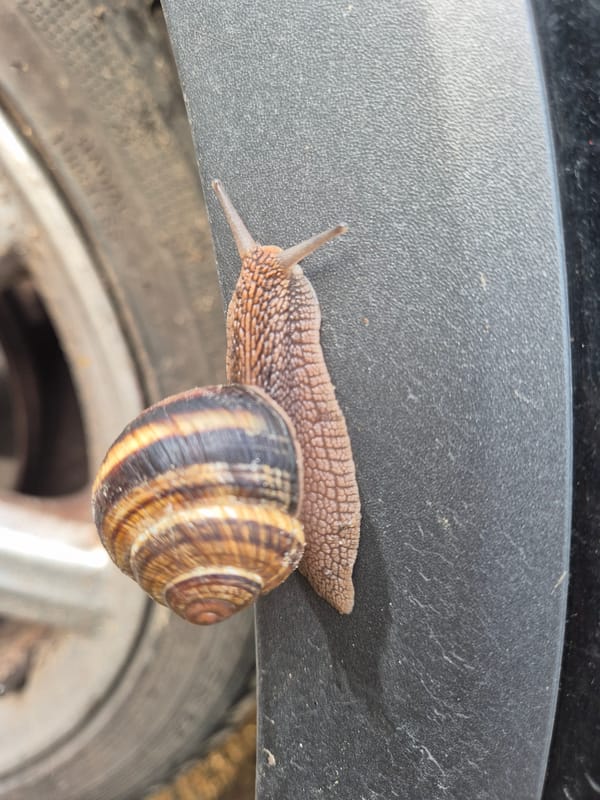 Vehicle occupants and garden snail observed during morning hours