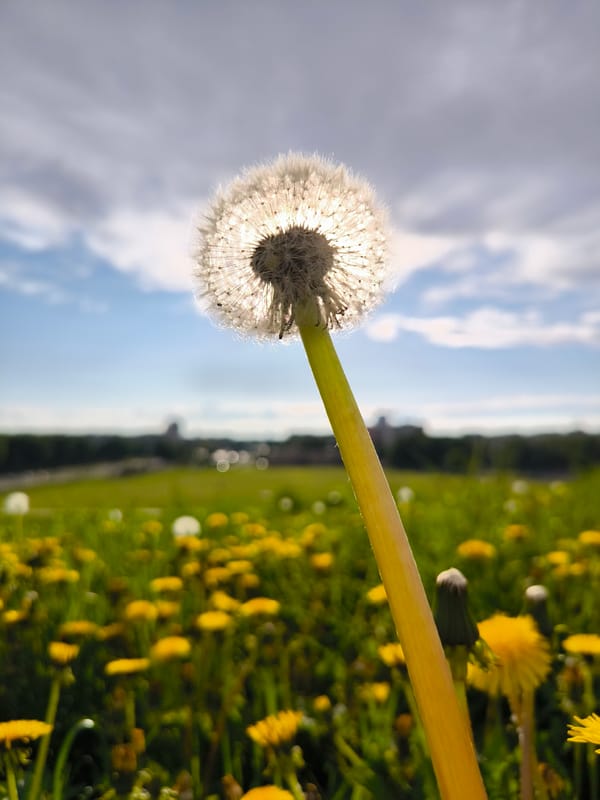 Spring afternoon moments documented across Riga, Latvia