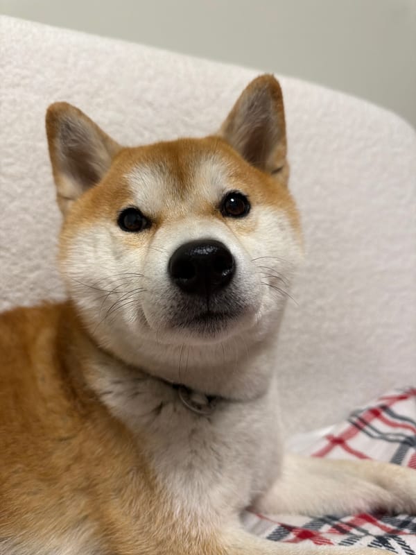 Shiba Inu photographed lying playfully in Almaty, Kazakhstan