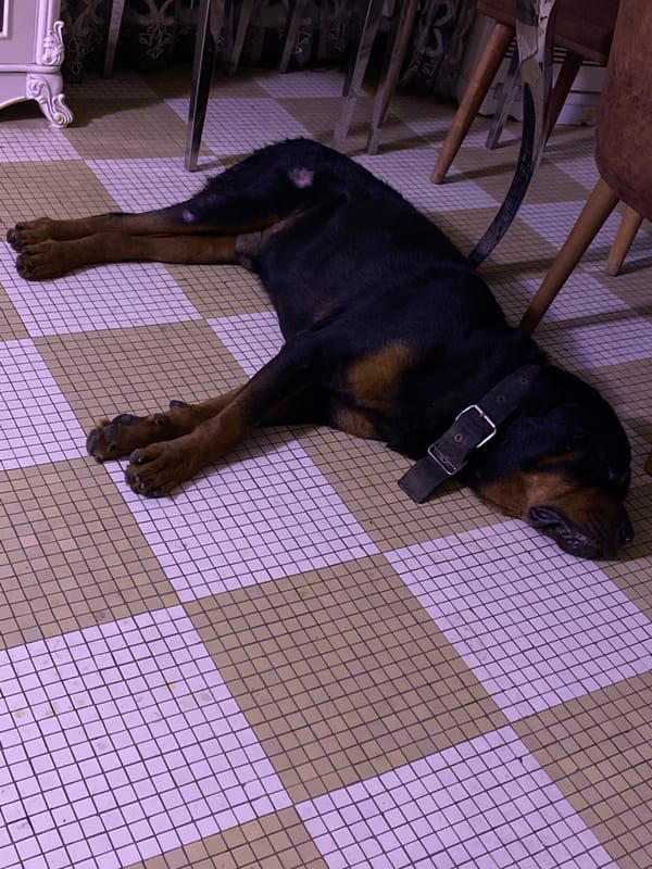 Evening at home in Giginyu: decor, a sleeping dog, and everyday details