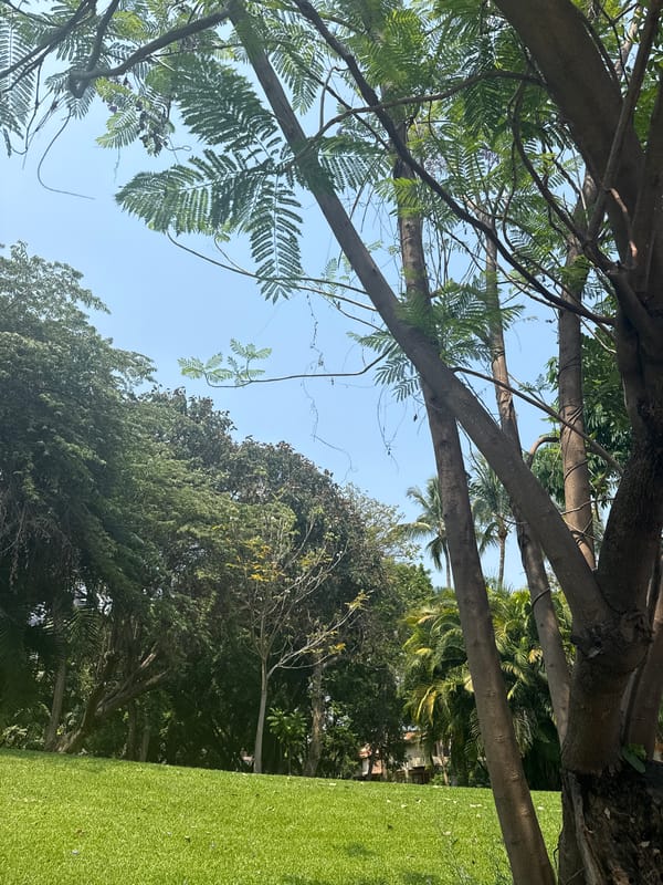 Tree canopy view captured in Xochitepec park setting