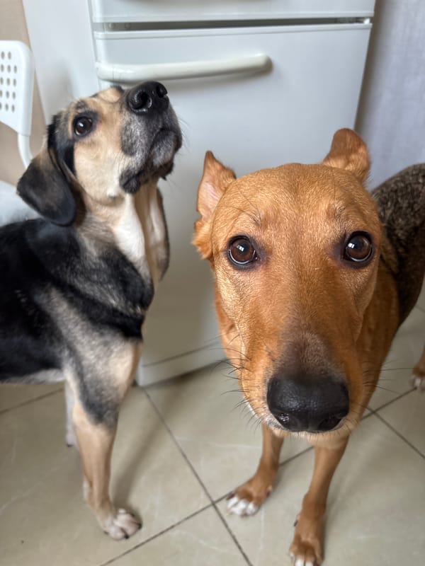 Lazy afternoon at home with two dogs, Saint Petersburg