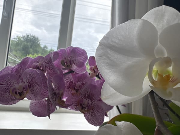 Home life in Bălți: orchids, garden harvest, and backyard greenhouses