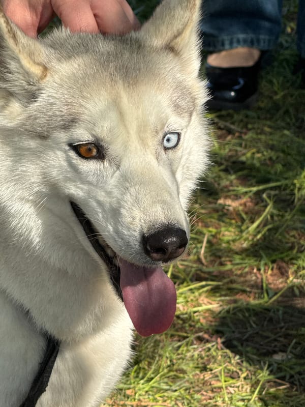 Dogs and handlers gather in Vsevolozhsk park