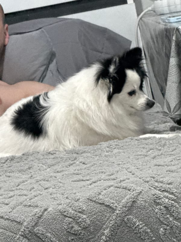 Home renovation and pet moments captured in Stara Zagora