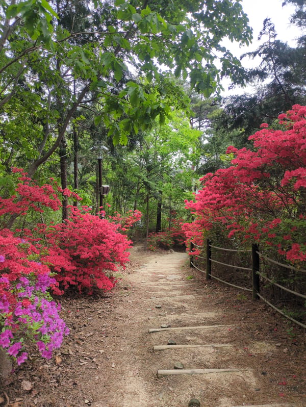 Morning scenes documented around Ulsan parks and residential areas