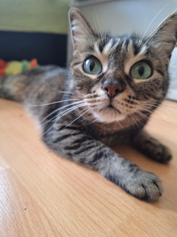 Tabby Cat and Children's Toys Documented in Home Setting